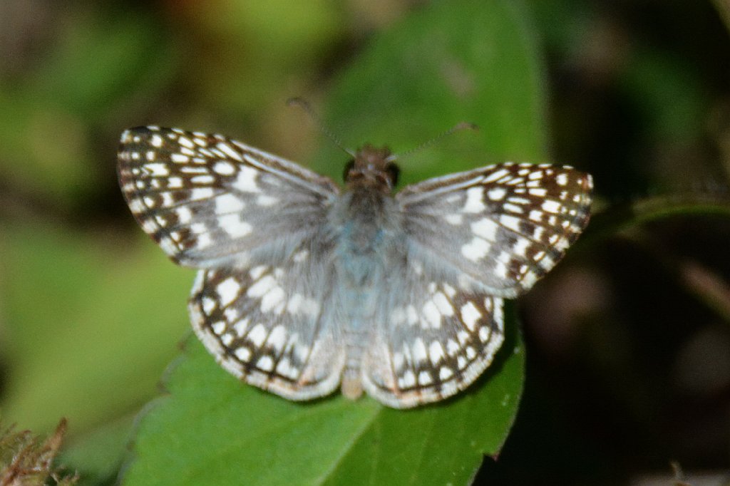 182 2015-01170789 Loxahatchee NWR, FL.JPG - Tropical Checkered Skipper (Pyrgus oileus). Butterfly. Loxahatchee National Wildlife Refuge, FL, 1-17-2015